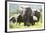 African Elephants 071-Bob Langrish-Framed Photographic Print