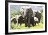 African Elephants 071-Bob Langrish-Framed Photographic Print