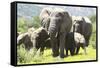 African Elephants 071-Bob Langrish-Framed Stretched Canvas