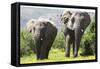 African Elephants 072-Bob Langrish-Framed Stretched Canvas