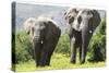 African Elephants 072-Bob Langrish-Stretched Canvas