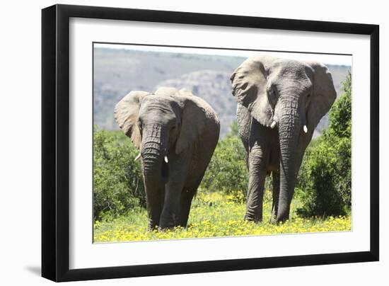 African Elephants 072-Bob Langrish-Framed Photographic Print