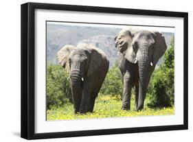 African Elephants 072-Bob Langrish-Framed Photographic Print