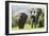 African Elephants 072-Bob Langrish-Framed Photographic Print