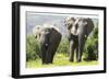 African Elephants 072-Bob Langrish-Framed Photographic Print