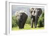 African Elephants 072-Bob Langrish-Framed Photographic Print