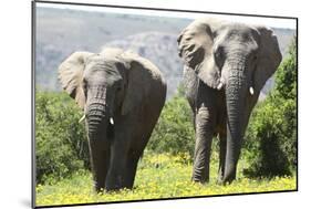 African Elephants 072-Bob Langrish-Mounted Photographic Print