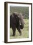 African Elephants 075-Bob Langrish-Framed Photographic Print