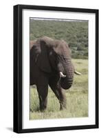 African Elephants 075-Bob Langrish-Framed Photographic Print