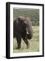 African Elephants 075-Bob Langrish-Framed Photographic Print