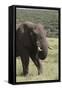 African Elephants 075-Bob Langrish-Framed Stretched Canvas