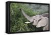 African Elephants 083-Bob Langrish-Framed Stretched Canvas