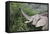 African Elephants 083-Bob Langrish-Framed Stretched Canvas