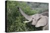 African Elephants 083-Bob Langrish-Stretched Canvas