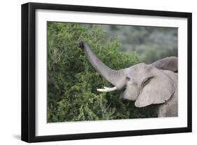 African Elephants 083-Bob Langrish-Framed Photographic Print