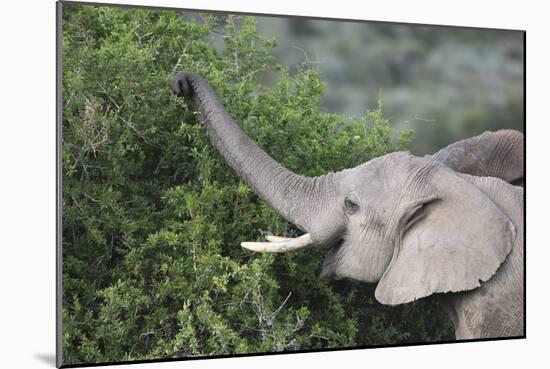 African Elephants 083-Bob Langrish-Mounted Photographic Print