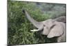 African Elephants 083-Bob Langrish-Mounted Photographic Print