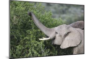 African Elephants 083-Bob Langrish-Mounted Photographic Print