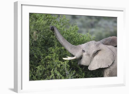 African Elephants 083-Bob Langrish-Framed Photographic Print