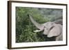 African Elephants 083-Bob Langrish-Framed Photographic Print
