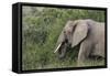 African Elephants 084-Bob Langrish-Framed Stretched Canvas