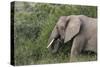 African Elephants 084-Bob Langrish-Stretched Canvas