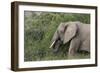 African Elephants 084-Bob Langrish-Framed Photographic Print
