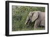 African Elephants 084-Bob Langrish-Framed Photographic Print