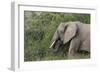 African Elephants 084-Bob Langrish-Framed Photographic Print