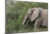 African Elephants 084-Bob Langrish-Mounted Photographic Print