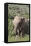 African Elephants 085-Bob Langrish-Framed Stretched Canvas