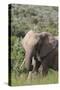 African Elephants 085-Bob Langrish-Stretched Canvas