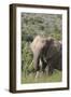 African Elephants 085-Bob Langrish-Framed Photographic Print