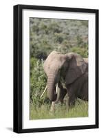 African Elephants 085-Bob Langrish-Framed Photographic Print