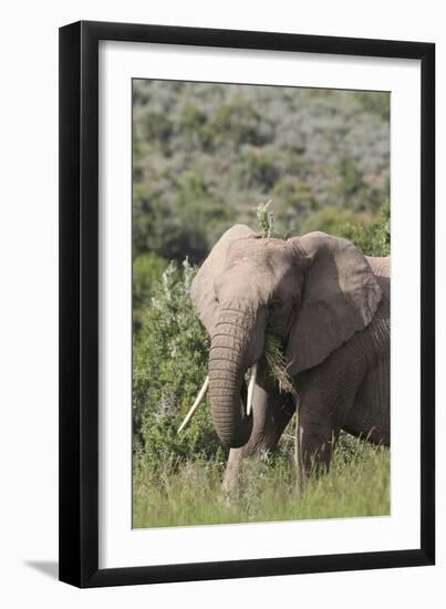 African Elephants 085-Bob Langrish-Framed Photographic Print