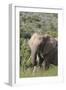 African Elephants 085-Bob Langrish-Framed Photographic Print