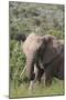 African Elephants 085-Bob Langrish-Mounted Photographic Print