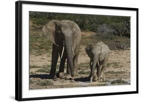 African Elephants 086-Bob Langrish-Framed Photographic Print