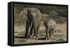 African Elephants 086-Bob Langrish-Framed Stretched Canvas
