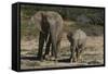 African Elephants 086-Bob Langrish-Framed Stretched Canvas