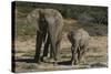 African Elephants 086-Bob Langrish-Stretched Canvas