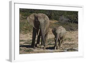 African Elephants 086-Bob Langrish-Framed Photographic Print