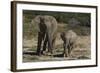 African Elephants 086-Bob Langrish-Framed Photographic Print