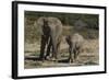 African Elephants 086-Bob Langrish-Framed Photographic Print