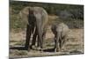 African Elephants 086-Bob Langrish-Mounted Photographic Print