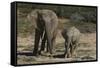 African Elephants 086-Bob Langrish-Framed Stretched Canvas