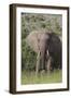 African Elephants 087-Bob Langrish-Framed Photographic Print