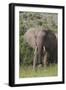 African Elephants 087-Bob Langrish-Framed Photographic Print