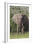 African Elephants 087-Bob Langrish-Framed Photographic Print