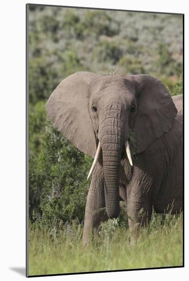 African Elephants 087-Bob Langrish-Mounted Photographic Print